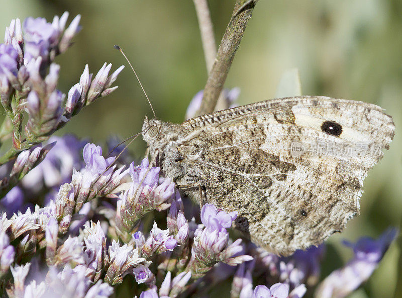 灰蝶(Hipparchia semele)